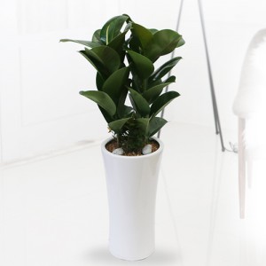 ��ǰ ������