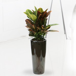 ��ǰ ������