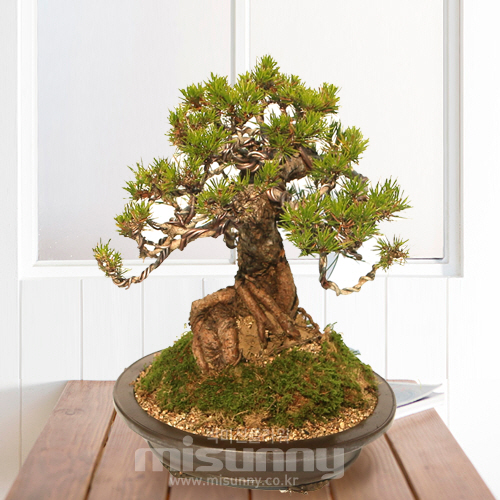 ��ǰ ������