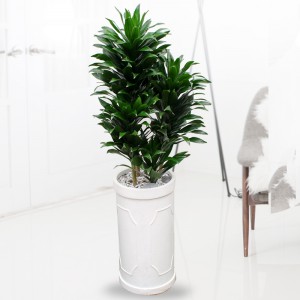 ��ǰ ������