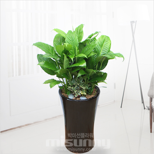 ��ǰ ������