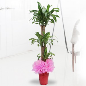 ��ǰ ������