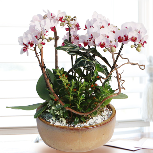 ��ǰ ������