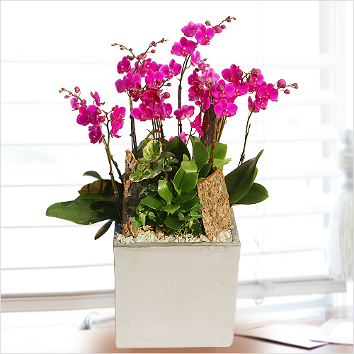 ��ǰ ������